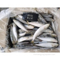 Sardinella gelé WR 10kg de sardine pour la mise en conserve